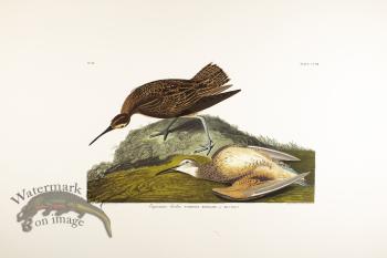 Esquimaux Curlew